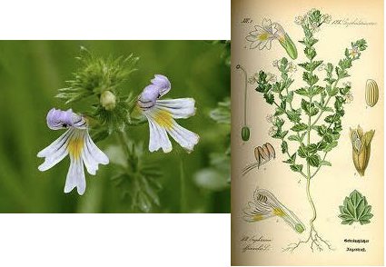 Euphrasia