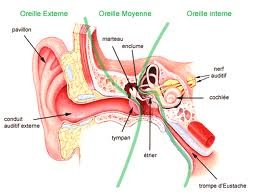 L'oreille