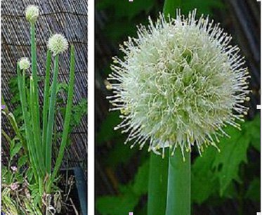 Allium cepa