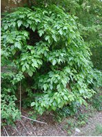 Toxicodendron