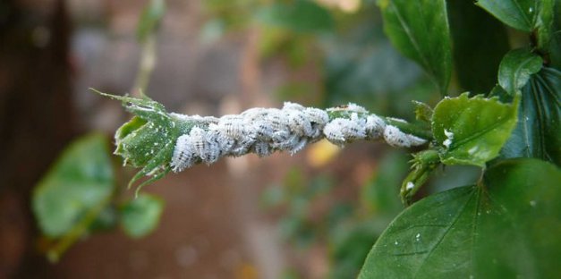 Cochenilles implantées