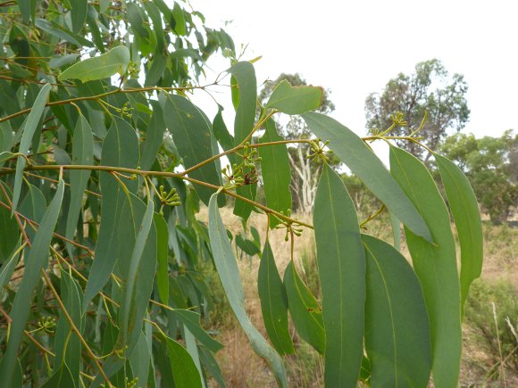 Eucalyptus