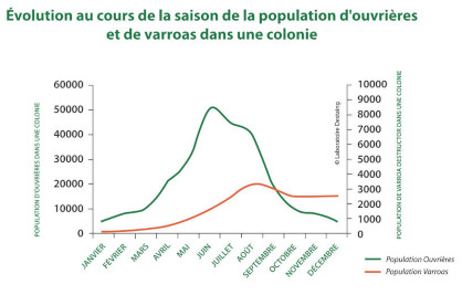 Evolution populations