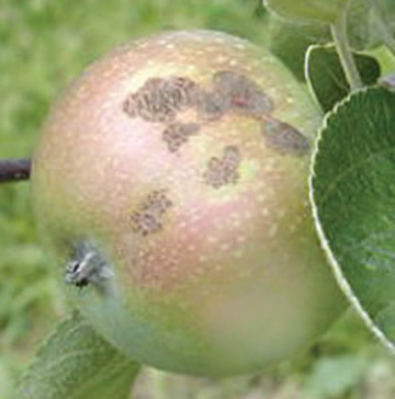 Gale de la pomme