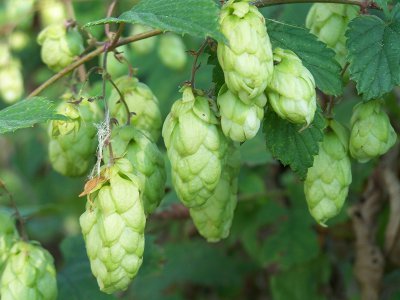 Humulus Lupulus