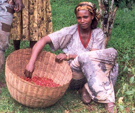 Récolte du café en Ethiopie