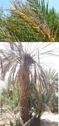 Fusariose du palmier