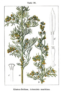 Artemisia maritima