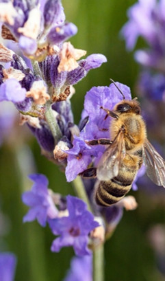 Abeille et fleur